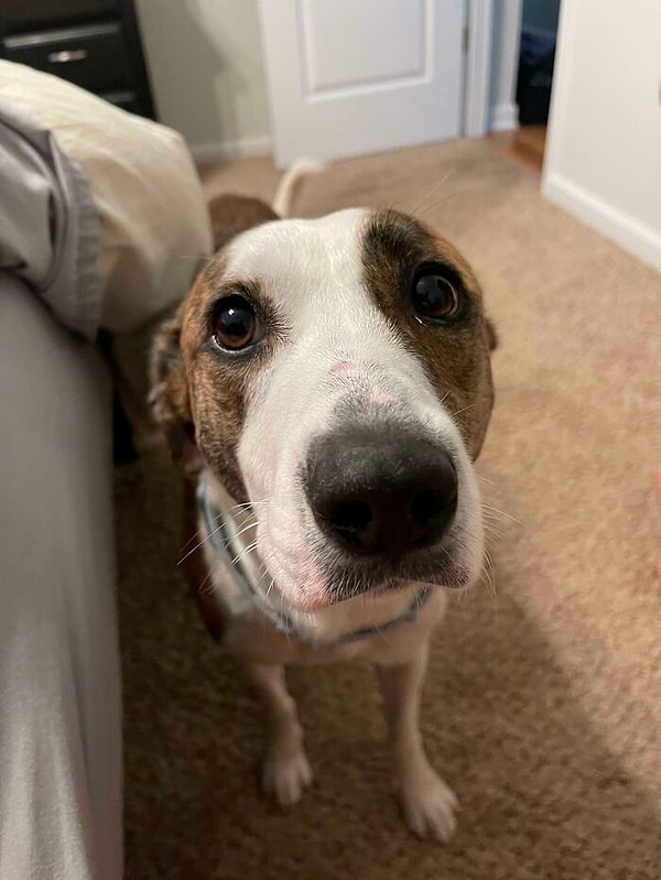 16. Недавно приютили эту маленькую застенчивую девочку