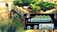 Daha Az Kaynakla Daha Fazla Ürün İçin Tarımda Yeni Üretim Şekli: Aquaponics
