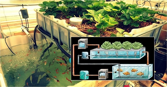 Daha Az Kaynakla Daha Fazla Ürün İçin Tarımda Yeni Üretim Şekli: Aquaponics