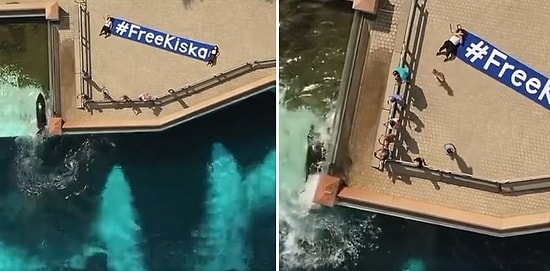 Uzun Yıllardır Tutsak Tutulan ve İnsanları Eğlendirmesi Beklenen Kiska İsimli Yunus İntihar Etmeye Çalıştı