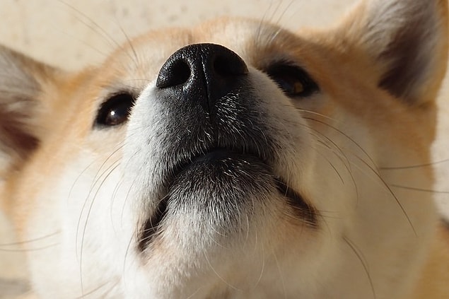 Bu SAD DOGE NFT'sini unutmuş olamazsın!