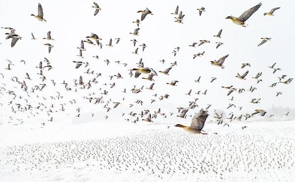 19. Pembe Ayaklı Kazların Kışla Buluşması - Terje Kolaas (Yılın Fotoğrafı)