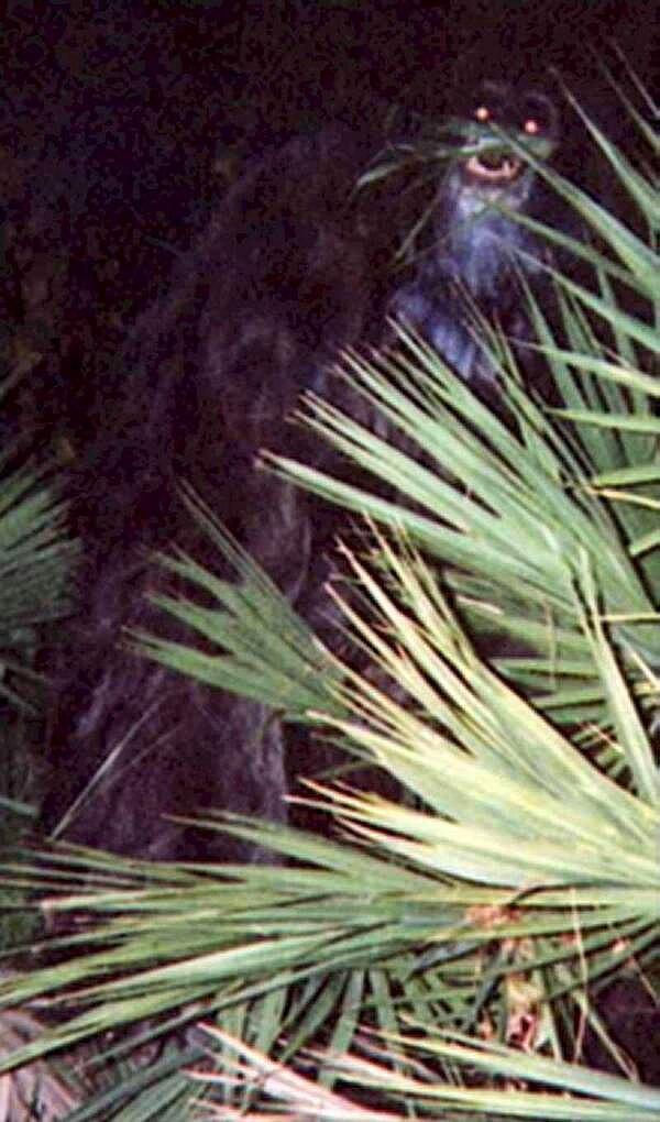 11. Florida bataklık maymunu.
