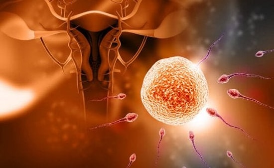 Geç Döllenme Nasıl Hesaplanır?