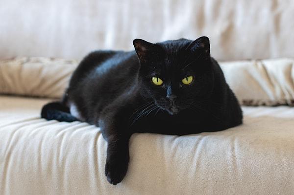 Bazı kültürlerde siyah kediler iyi şansı simgeler.
