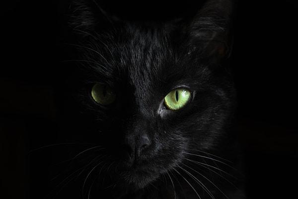 Siyah kedilerin de seveni ve sahipleneni çok!