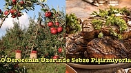 Kimisi Çöpten Yiyor Kimisi Sebzelerin Acı Çektiğini Düşünüyor: Dünyadaki Farklı Beslenme Alışkanlıkları