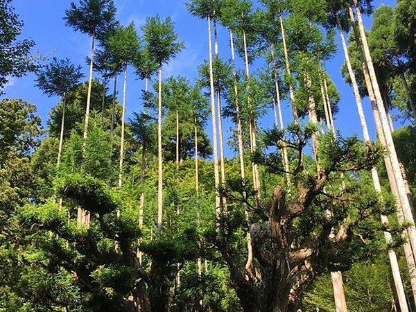 Japoncada 'sürdürülebilir ormancılık' anlamına gelen Daisugi, 14 veya 15. yüzyılda Kyoto'da ortaya çıkan bir teknik.