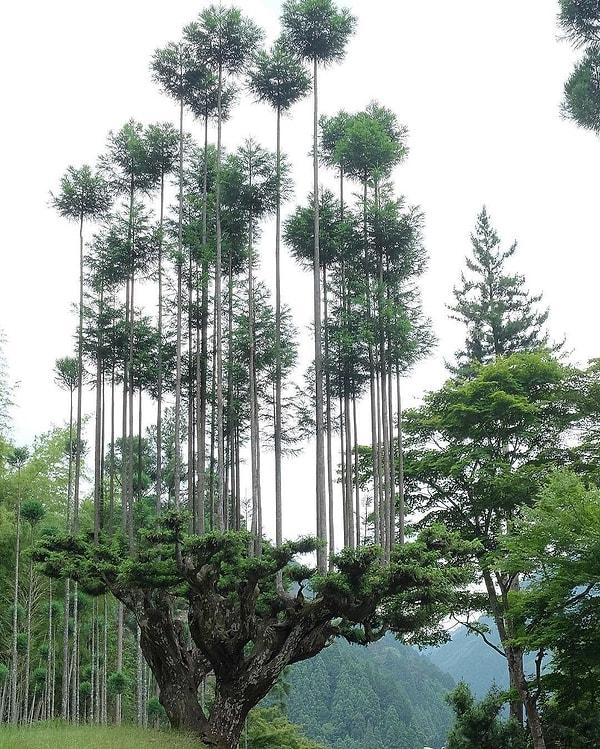 Ağacın meyvesi ağaç mantığı ile ilerleyen bu teknikte Japonlar önce Japon sedir ağaçları dikmişler ve daha sonra bu ağaçları belirli geometrik biçimlerde budamışlar.