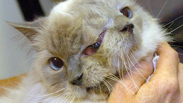 7. Frank ve Louie ismindeki kedi, diprosopustan dolayı iki yüz, üç göz, iki burun ve iki ağızla doğmuştur.