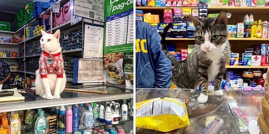 20 кошек в магазинах, которые ведут себя как хозяева этих заведений (Новые фото)