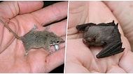 Minik Boyutlarıyla Tatlılıklarını Harmanlayarak Doğal Dengede Yer Alan Dünyanın En Hafif Memeli Hayvanları