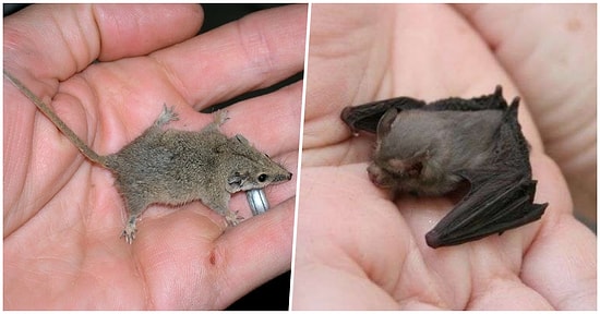 Minik Boyutlarıyla Tatlılıklarını Harmanlayarak Doğal Dengede Yer Alan Dünyanın En Hafif Memeli Hayvanları