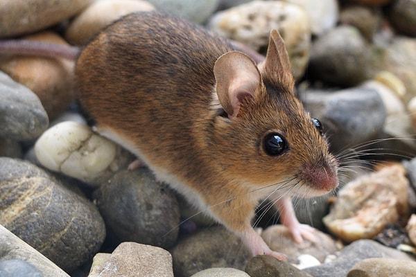 Araştırmacılar odun faresi ve maskeli sivri farelerin kuyruklarının da uzadığını bildiriyor.