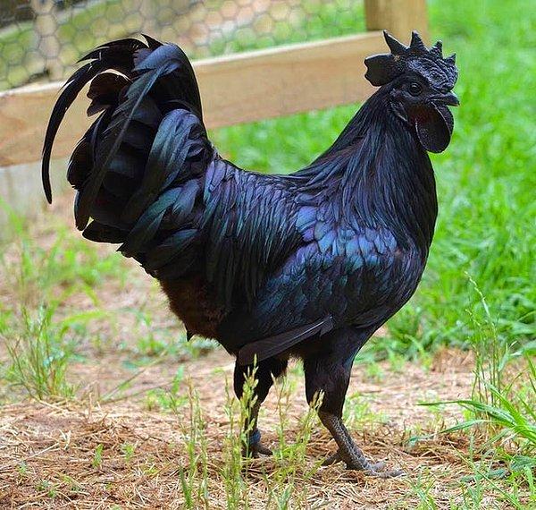 1. Ayam Cemani adlı bu tavuğun yalnızca dış görünüşü değil aynı zamanda iç organları ve kemikleri de siyah renktedir.
