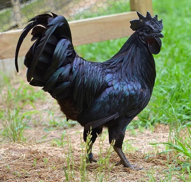 1. Ayam Cemani adlı bu tavuğun yalnızca dış görünüşü değil aynı zamanda iç organları ve kemikleri de siyah renktedir.