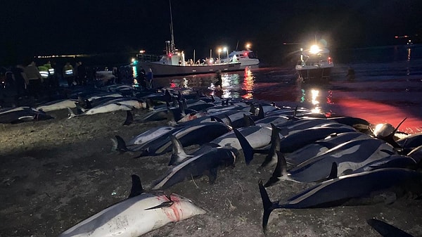 18 adadan oluşan Faroe ilk kez balina ya da yunus avıyla anılmıyor.
