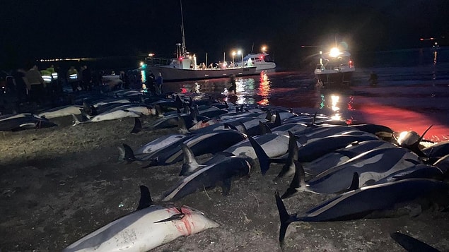 18 adadan oluşan Faroe ilk kez balina ya da yunus avıyla anılmıyor.