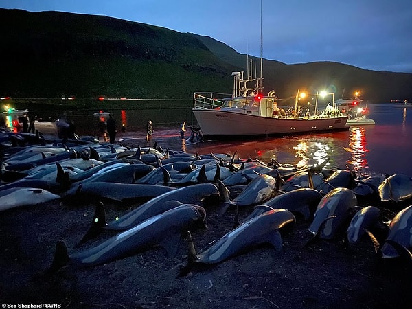 Закон Фарерских островов гласит, что животные должны умирать быстро и без страданий, но на практике не всегда получается так.