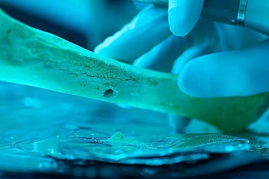 Ученые выяснили, что в доисторические времена браки между кузенами были большей редкостью, чем в наши дни