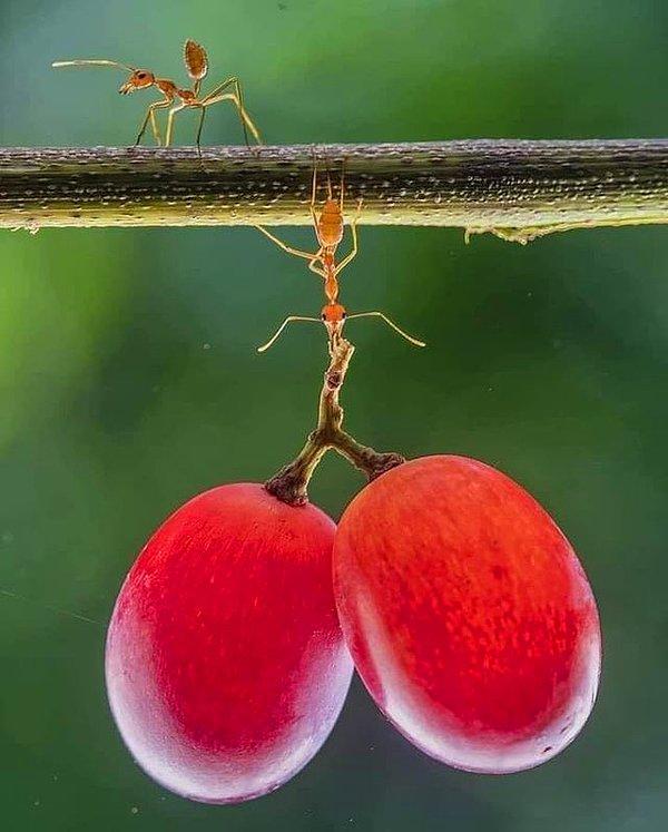 7. Karıncalar kendi ağırlıklarının 5 bin katı ağırlığı taşıyabiliyorlarmış.