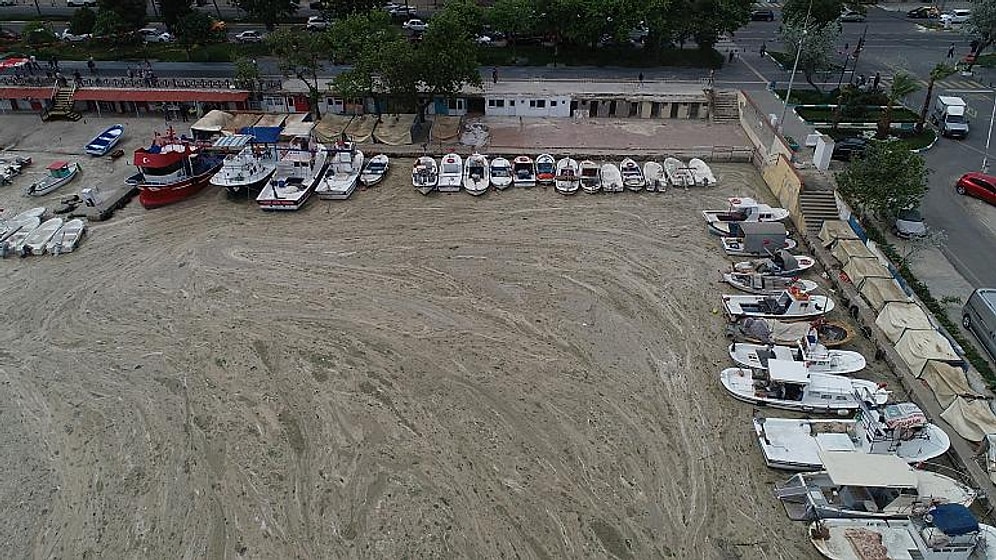 Uzmanlar Uyardı: 'Türkiye’de Görülen Deniz Salyası Ekosisteme Büyük Zarar Verdi'