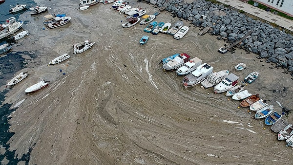 Denize müsilaj dolayısıyla katmanların battığı ve burada ayrışmanın başladığını kaydeden Sarı, ayrışmanın suda oksijen tüketeceği ve bunun da yeni deniz müsilajlarının oluşumunu teşvik edeceği öngörüsünde bulundu.