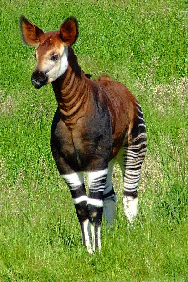 14. Zürafaların yaşayan tek akrabası olan bir Okapi:
