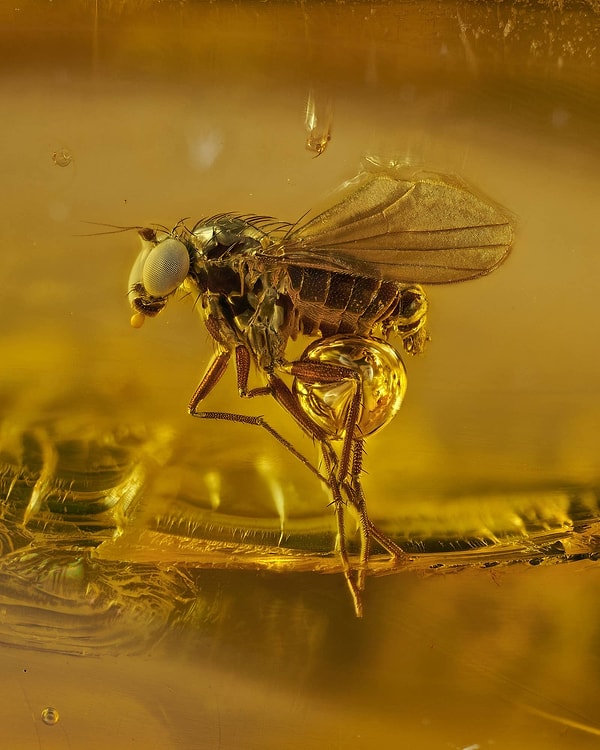 6. Комар возрастом 40 миллионов лет из балтийского янтаря, 10-кратное увеличение объектива