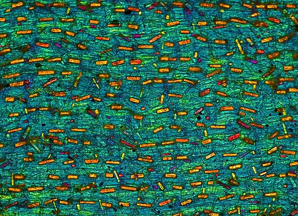 8. Кристаллы оксалата в коже лука, 10-кратное увеличение объектива