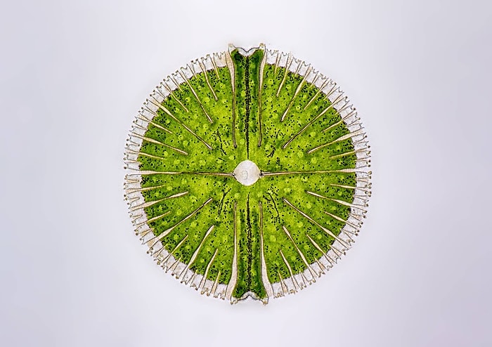 Искусство и наука: 17 лучших фотографий, сделанные через микроскоп