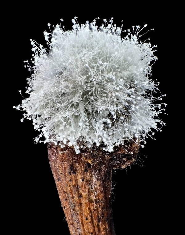 15. Плесень на черешне, увеличение объектива 2Х