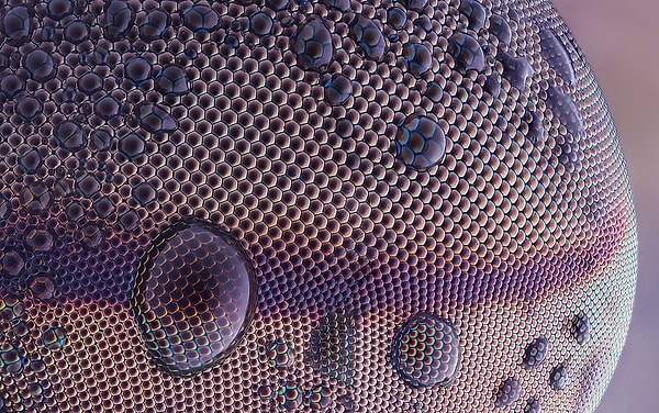 16. Глаз слепня (Tabanus sudeticus), увеличение объектива 40X