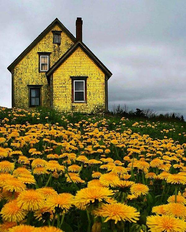 12. Nova Scotia'da terk edilmiş sarı ev.