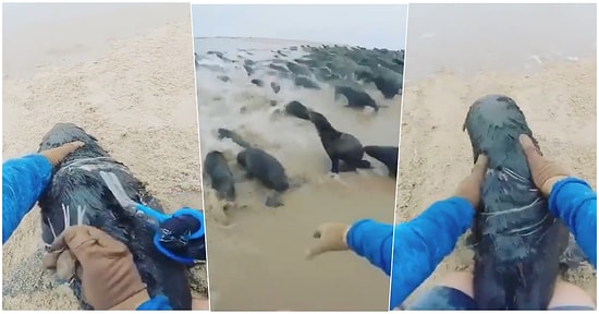 Sürüsüyle Birlikte Hareket Ederken Ağa Takılmış Halde Denize Doğru Koşan Fokun İçinizi Isıtacak Kurtarılma Anı