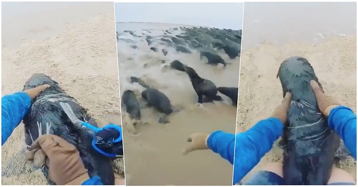 Sürüsüyle Birlikte Hareket Ederken Ağa Takılmış Halde Denize Doğru Koşan Fokun İçinizi Isıtacak Kurtarılma Anı