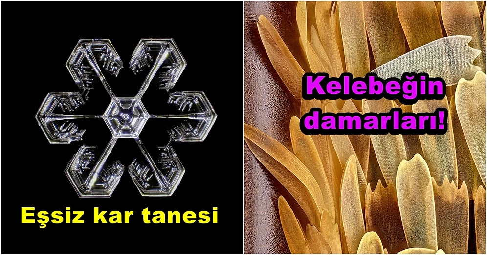 Nikon 2021 Mikroskopik Fotoğraf Yarışmasına Katılan Birbirinden Muhteşem 19 Detay Fotoğraf