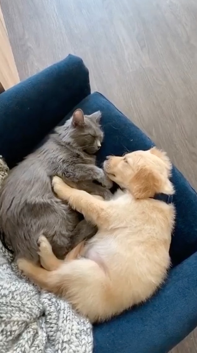 5. "Kedimiz sürekli köpek videoları izliyordu ve ona bir sürpriz yapmaya karar verdik."