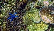 Deniz Yaşamının Kaynağı Olan Mercan Resiflerindeki Canlı Çeşitliliği Yüzde 60 Azaldı...