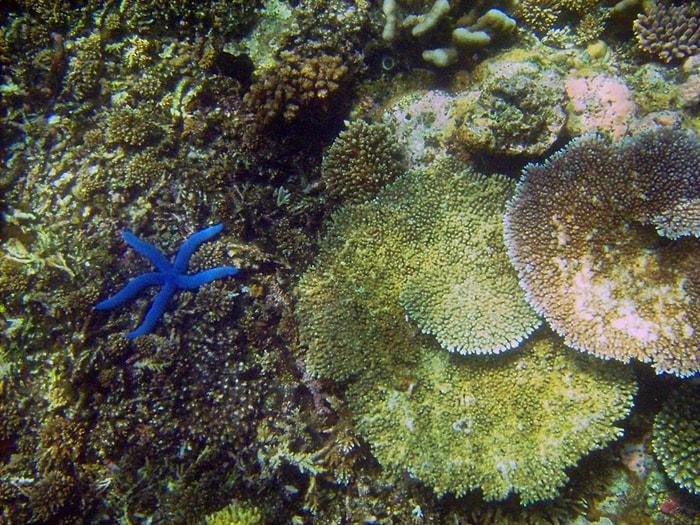 Deniz Yaşamının Kaynağı Olan Mercan Resiflerindeki Canlı Çeşitliliği Yüzde 60 Azaldı...