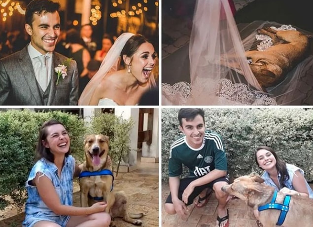 12. Düğün günlerinde araba çarptığını gördükleri köpeği evlat edinen çift.😍