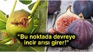 Yazın En Güzel Meyvesi İncirin Arılarla Olan İlginç İlişkisini Öğrenince Bir Miktar Şok Olabilirsiniz