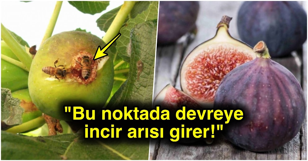 Yazın En Güzel Meyvesi İncirin Arılarla Olan İlginç İlişkisini Öğrenince Bir Miktar Şok Olabilirsiniz