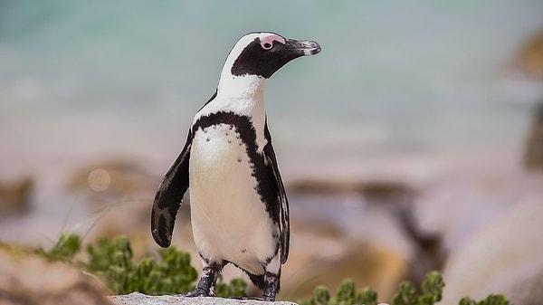 Afrika penguenleri neden tehlikede?