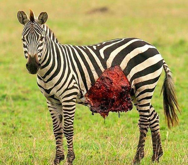2. Ölümcül bir yara alan zavallı zebra: