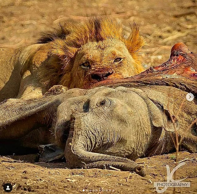 7. Henüz bebek olan bir fili katlederek karnını doyuran bu ürkütücü aslan: