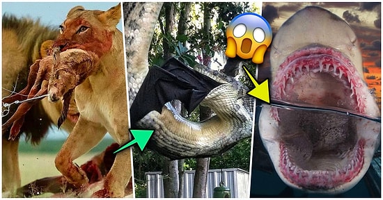 Doğanın Korkutucu Yüzünü İliklerinize Kadar Hissetmenize Sebep Olacak Birbirinden Ürkütücü 15 Yeni Fotoğraf