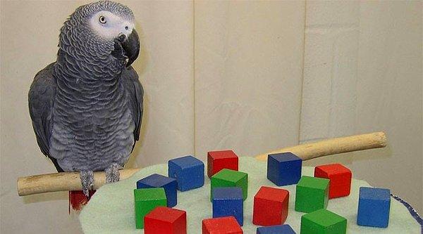 3. Afrika gri papağanı Alex, bu zamana kadar varoluşsal soru sormuş olan tek hayvandır. "Hangi renk" olduğunu sormuş.