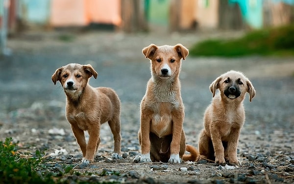 5. Köpekler diğer köpeklerle oynarken kavga niyetlerinin olmadığını hapşırarak belli edermiş!