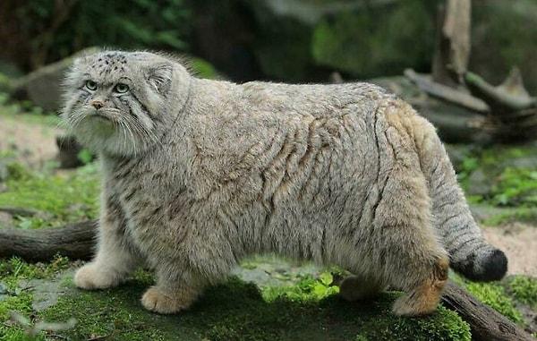 10. Pallas kedisi, tüm kedigiller arasında en uzun ve yoğun tüylere sahip kedi cinsi.
